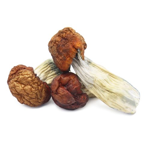 BLUE-PULUSKI SHROOMS